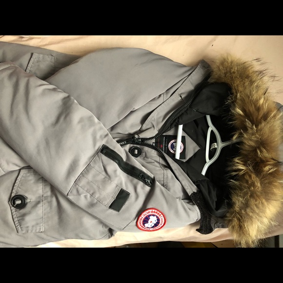 Gray Canada goose for sale - Picture 7 of 11